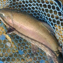 平日釣行で好釣果 ～フィシングパーク高島の泉～